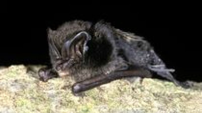 Bat populations rise