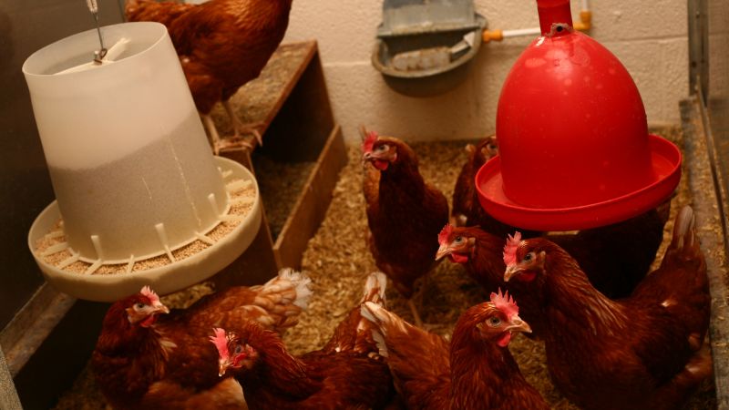 GM chickens prevent transmission of bird flu