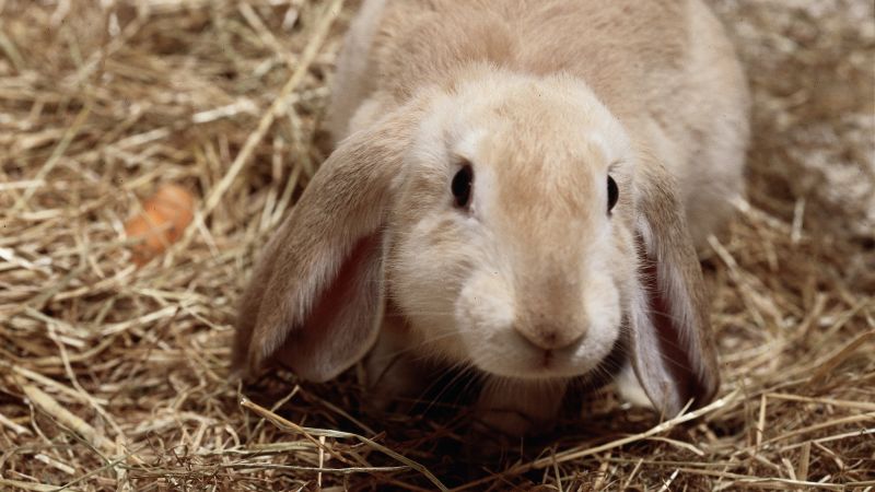 Rabbit 10 facts