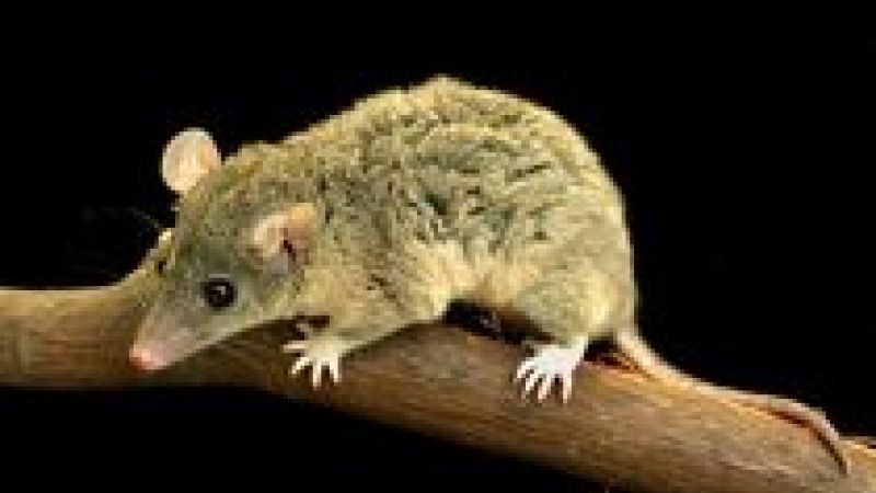 Opossums in medical research