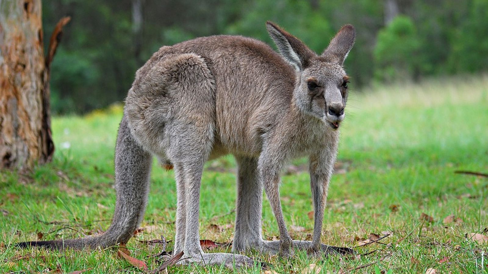 Kangaroo in medical research