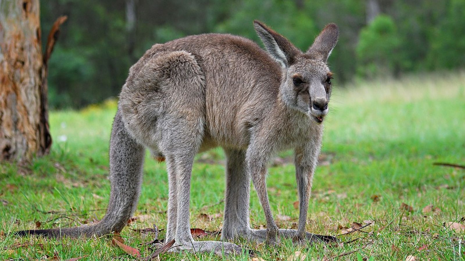 Kangaroo In Medical Research