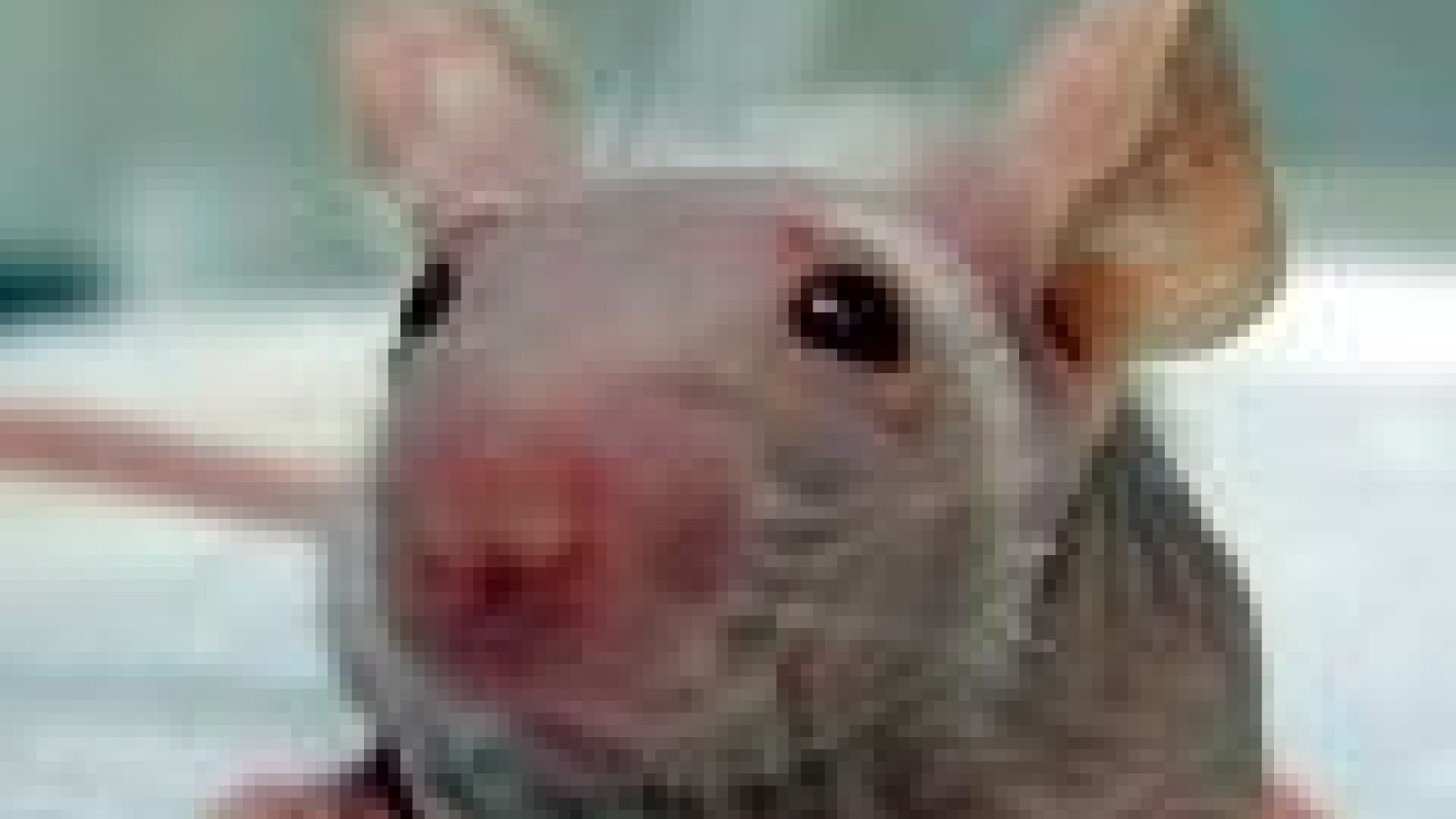 Mouse clues to testicular cancer