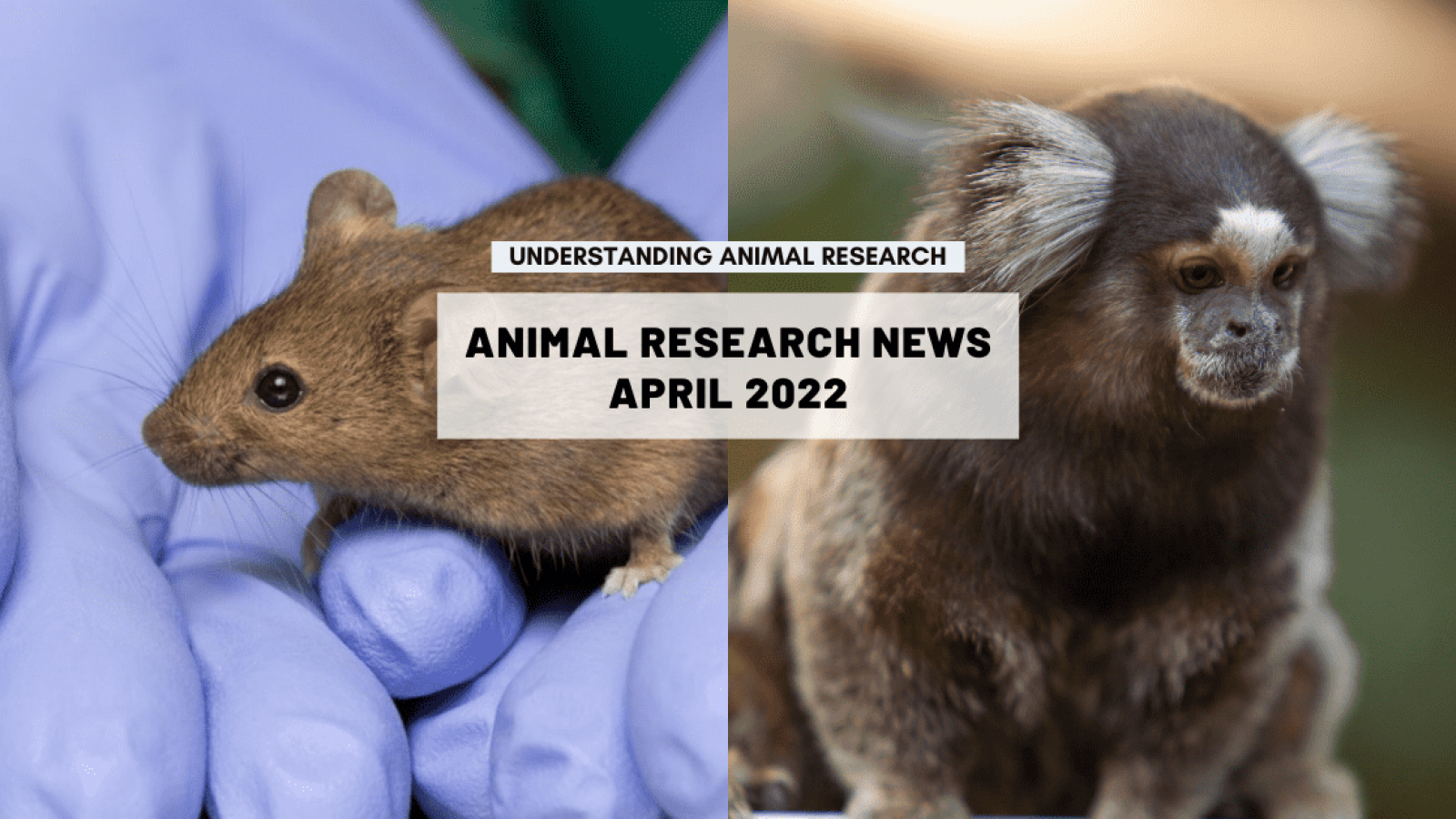 Animal research news: April 2022