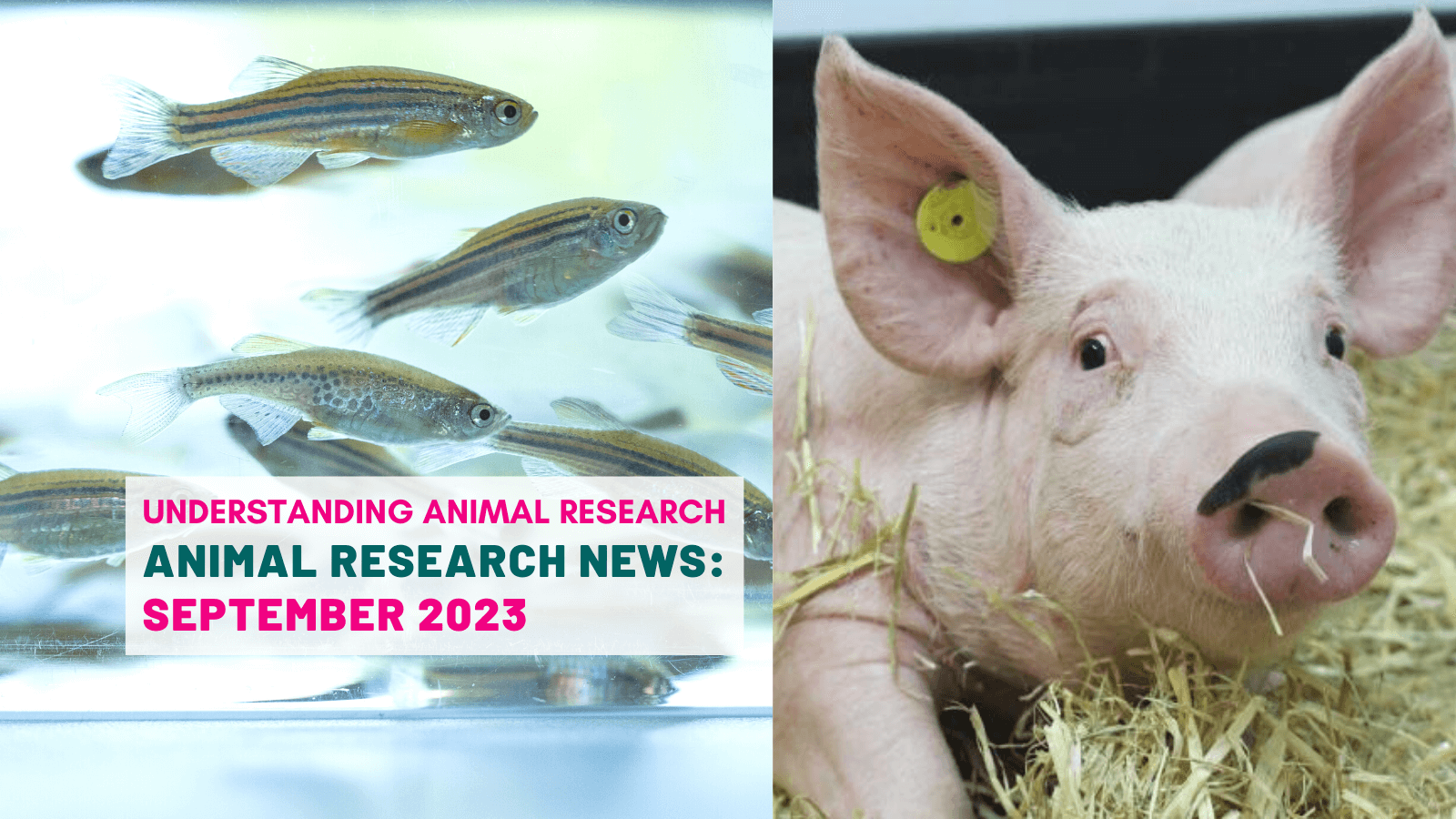 Animal Research News: September 2023