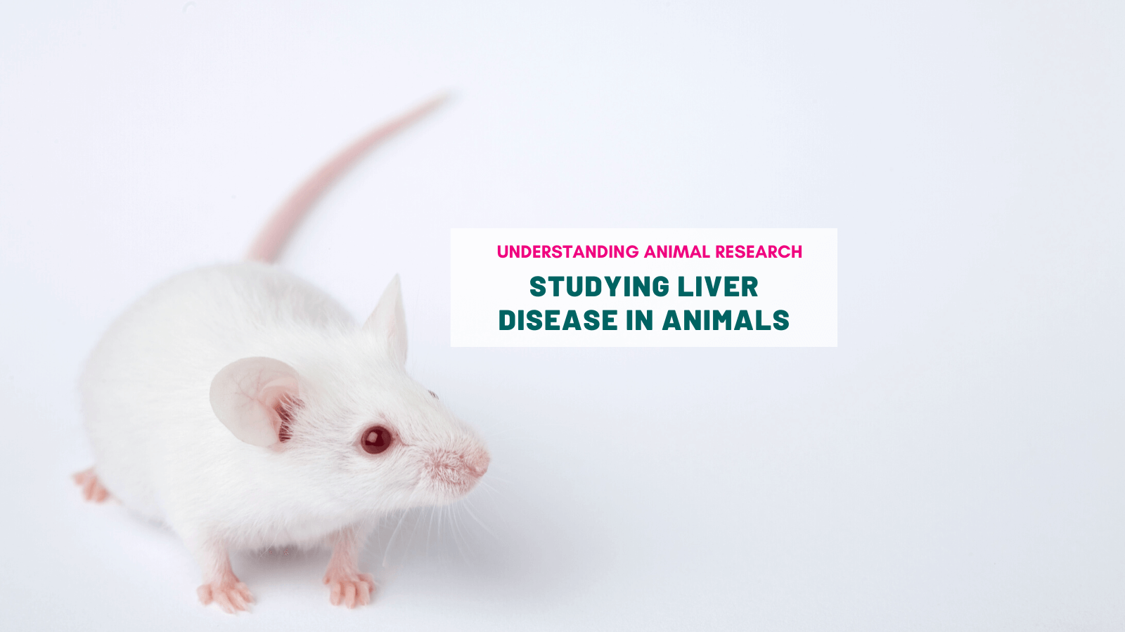 Studying liver disease in animals