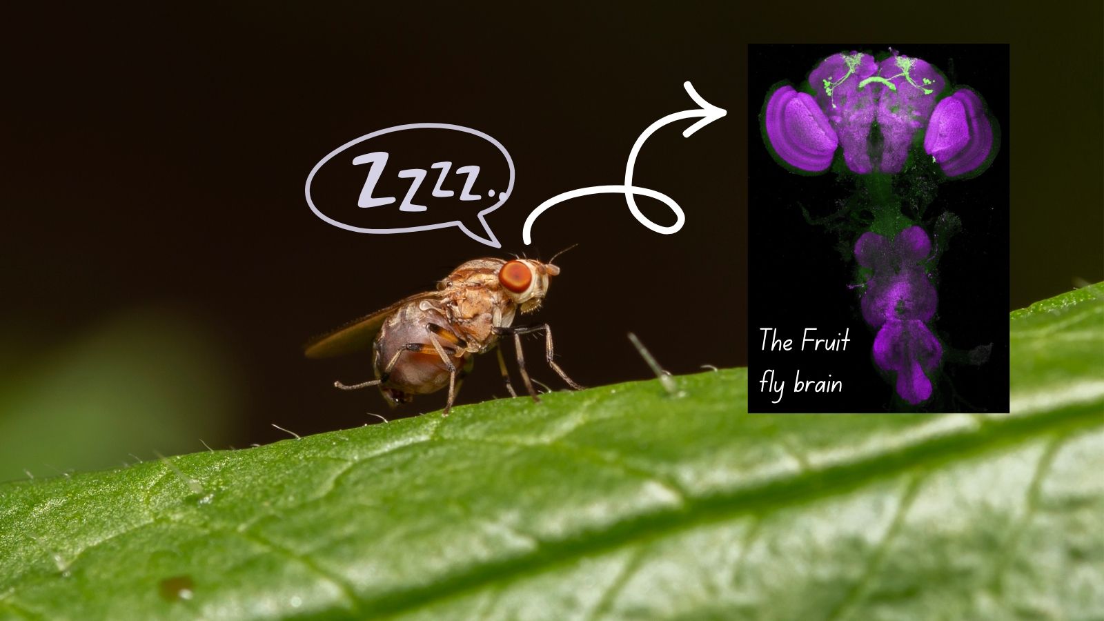 Small brain, big mystery: what fruit flies reveal about sleep
