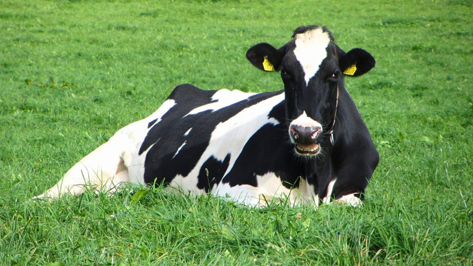 Cattle