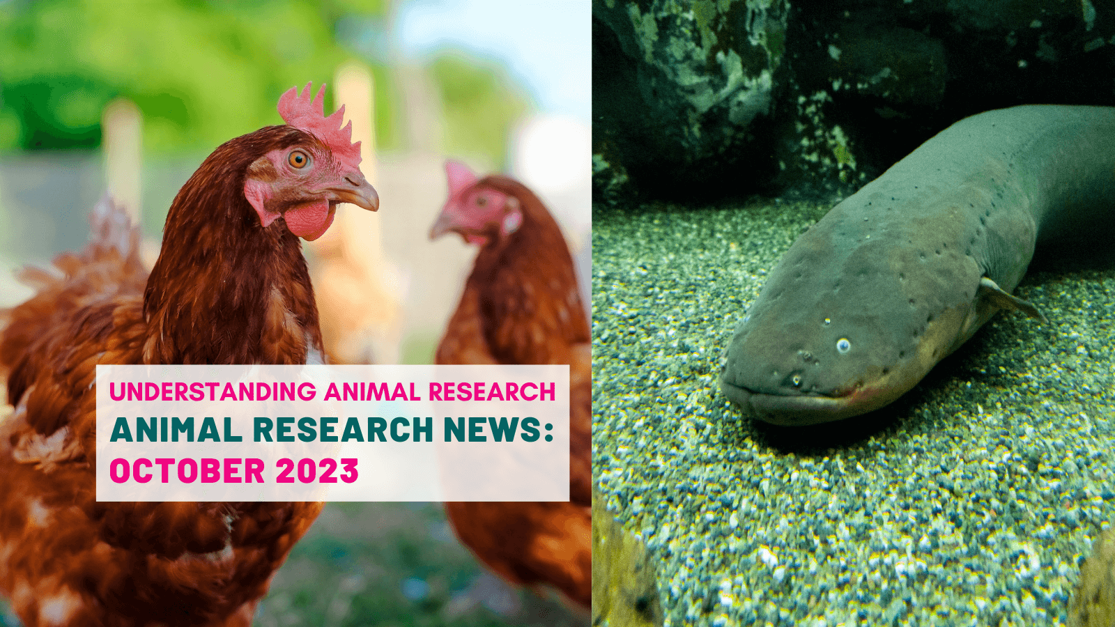 Animal Research News: October 2023