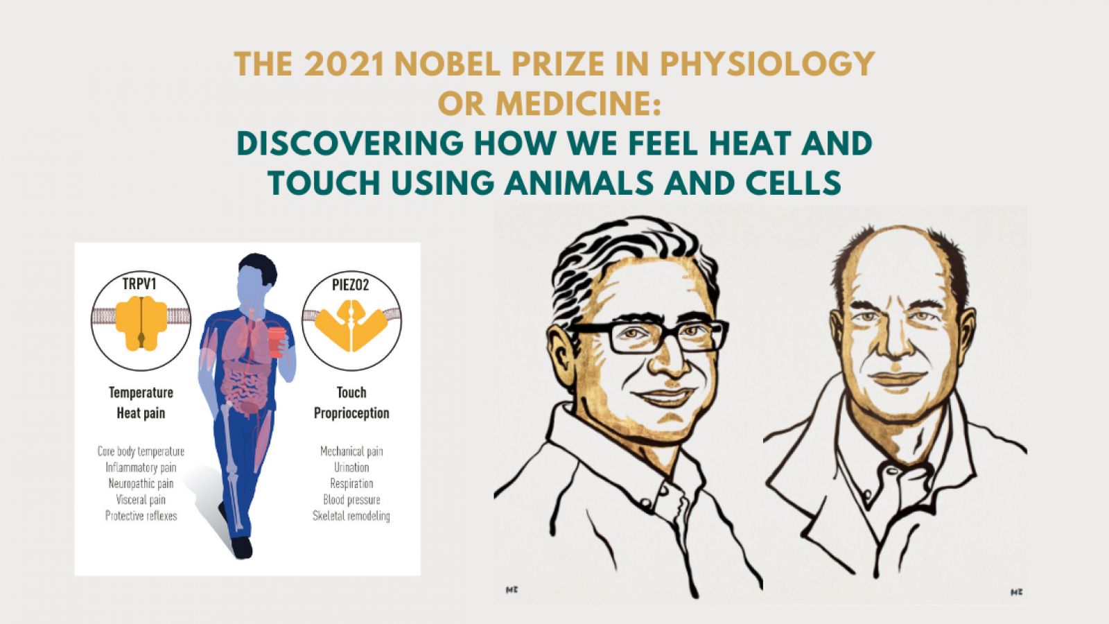 2021 Nobel Prize in Physiology or Medicine: Discovering how we feel heat and touch