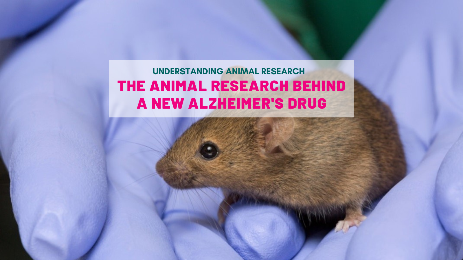 The animal research behind a new Alzheimer's drug