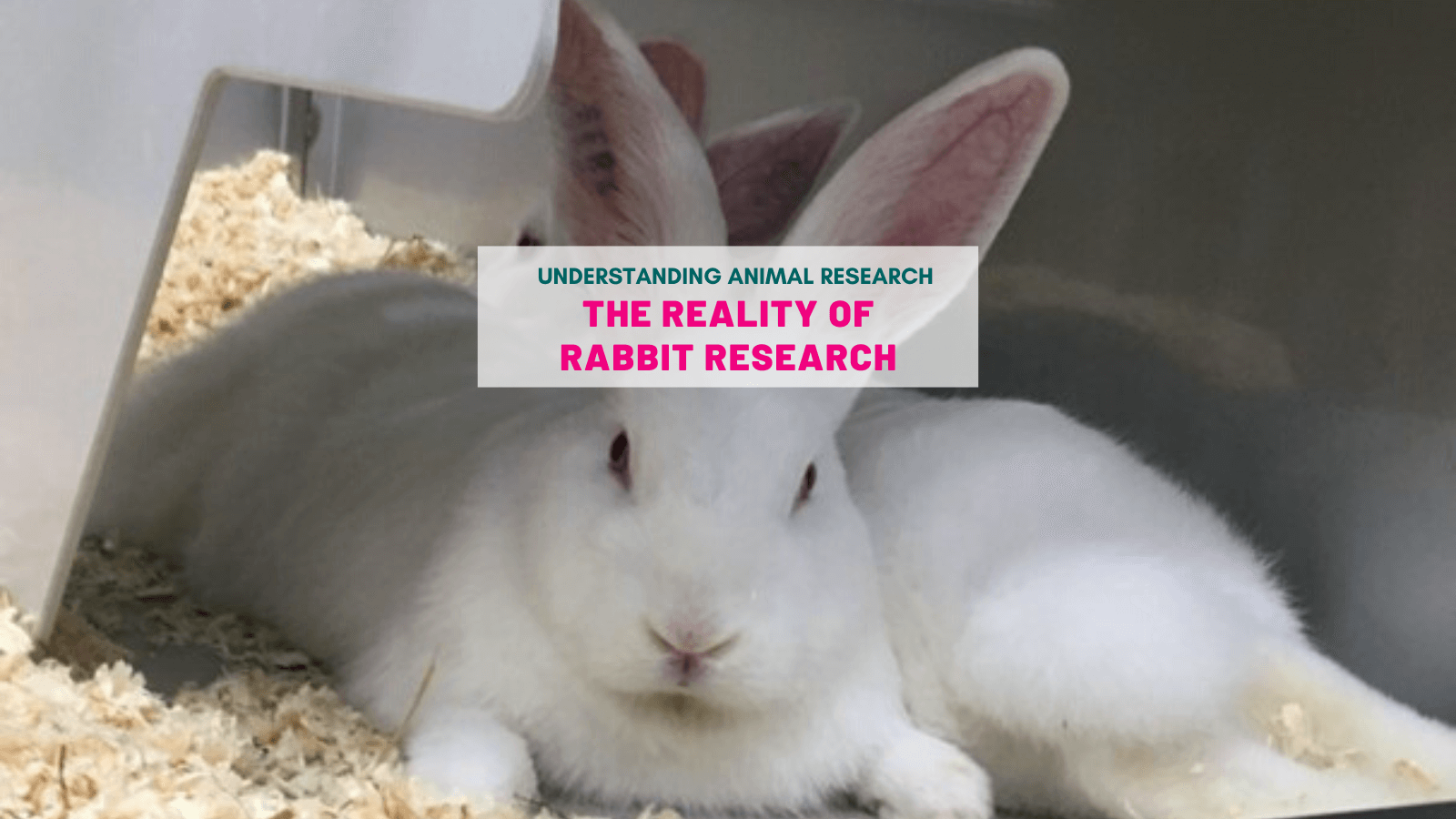 The reality of rabbit research :: Understanding Animal Research