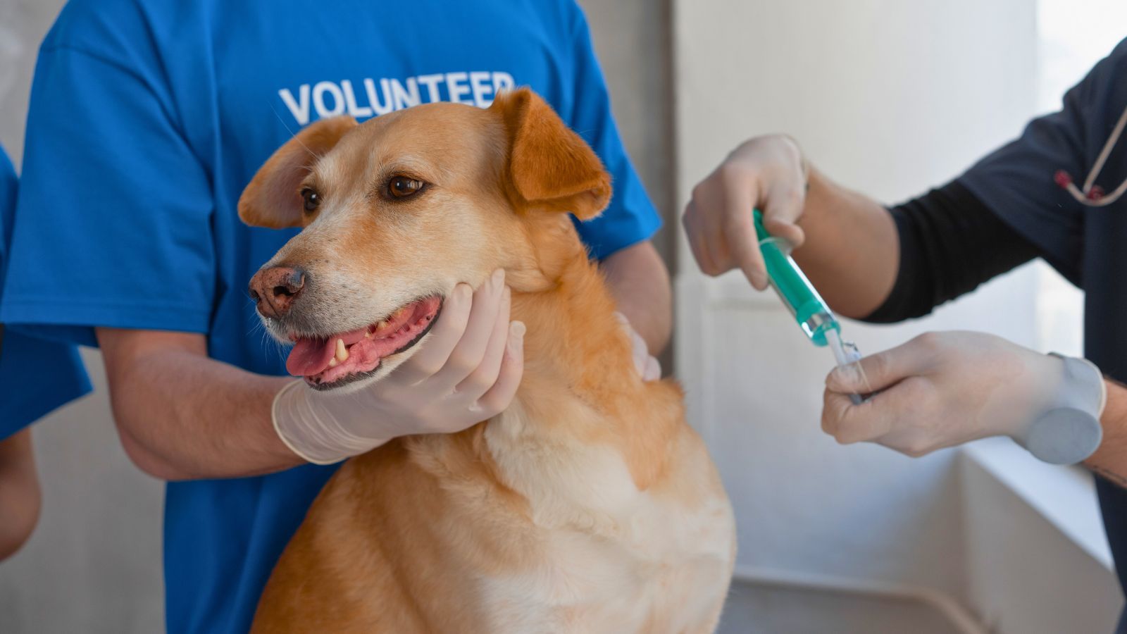 Nasal vaccines: a needle-free option already adopted for animals