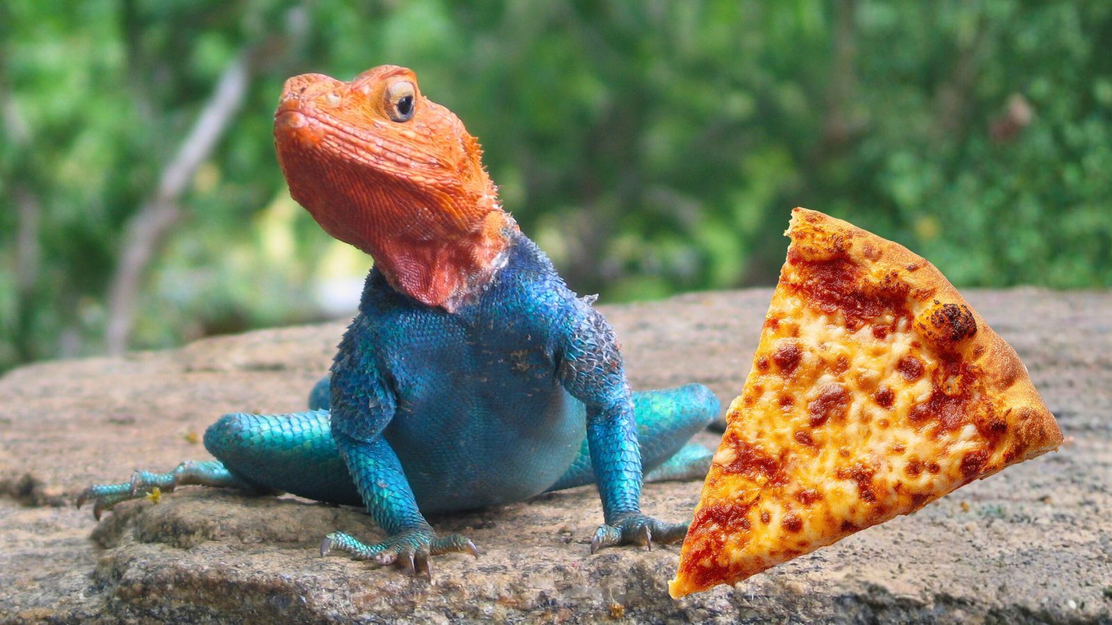 What cheese pizza-loving lizards can tell us about species adaptation