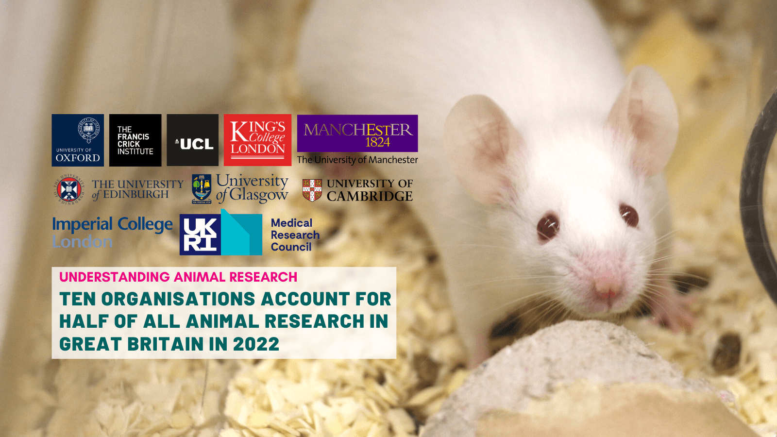 Ten organisations account for half of all animal research in Great Britain in 2022