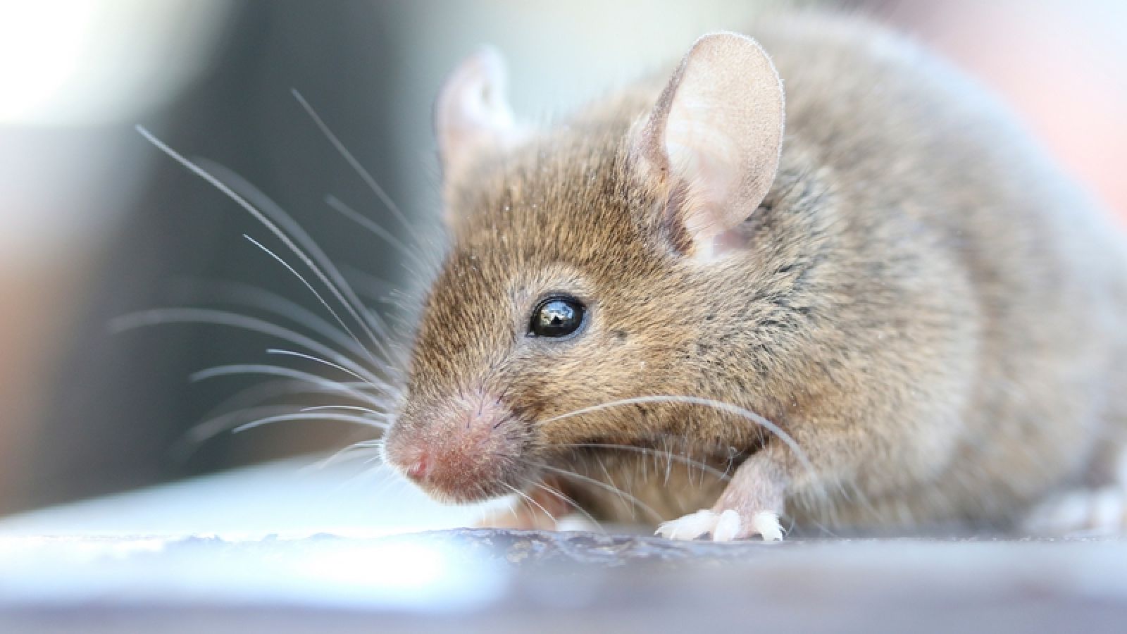 In defence of animal testing :: Understanding Animal Research
