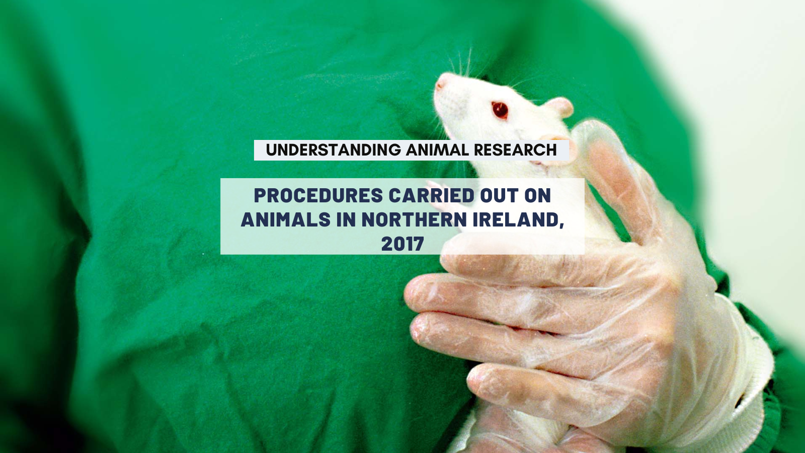 Procedures carried out on animals in Northern Ireland, 2017