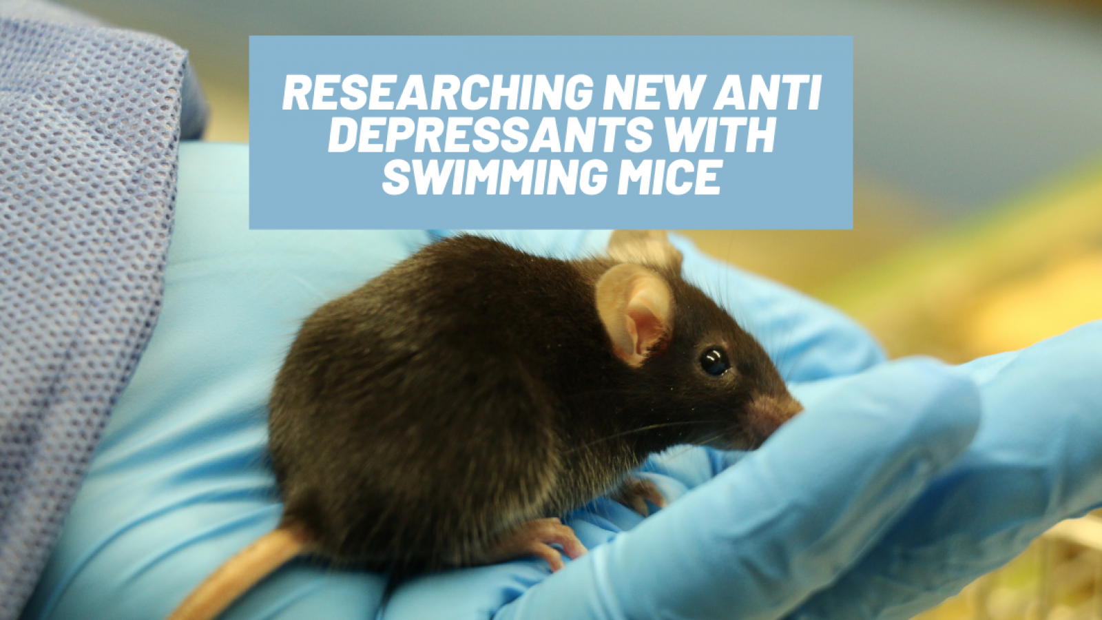 Researching new antidepressants with swimming mice
