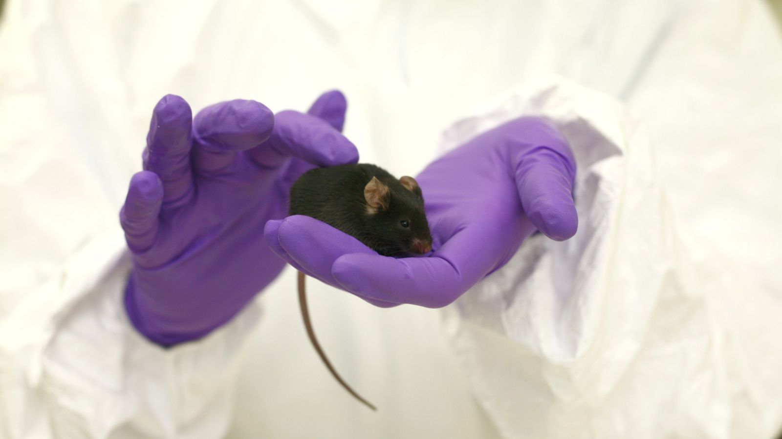 Multiple sclerosis reversed in mice
