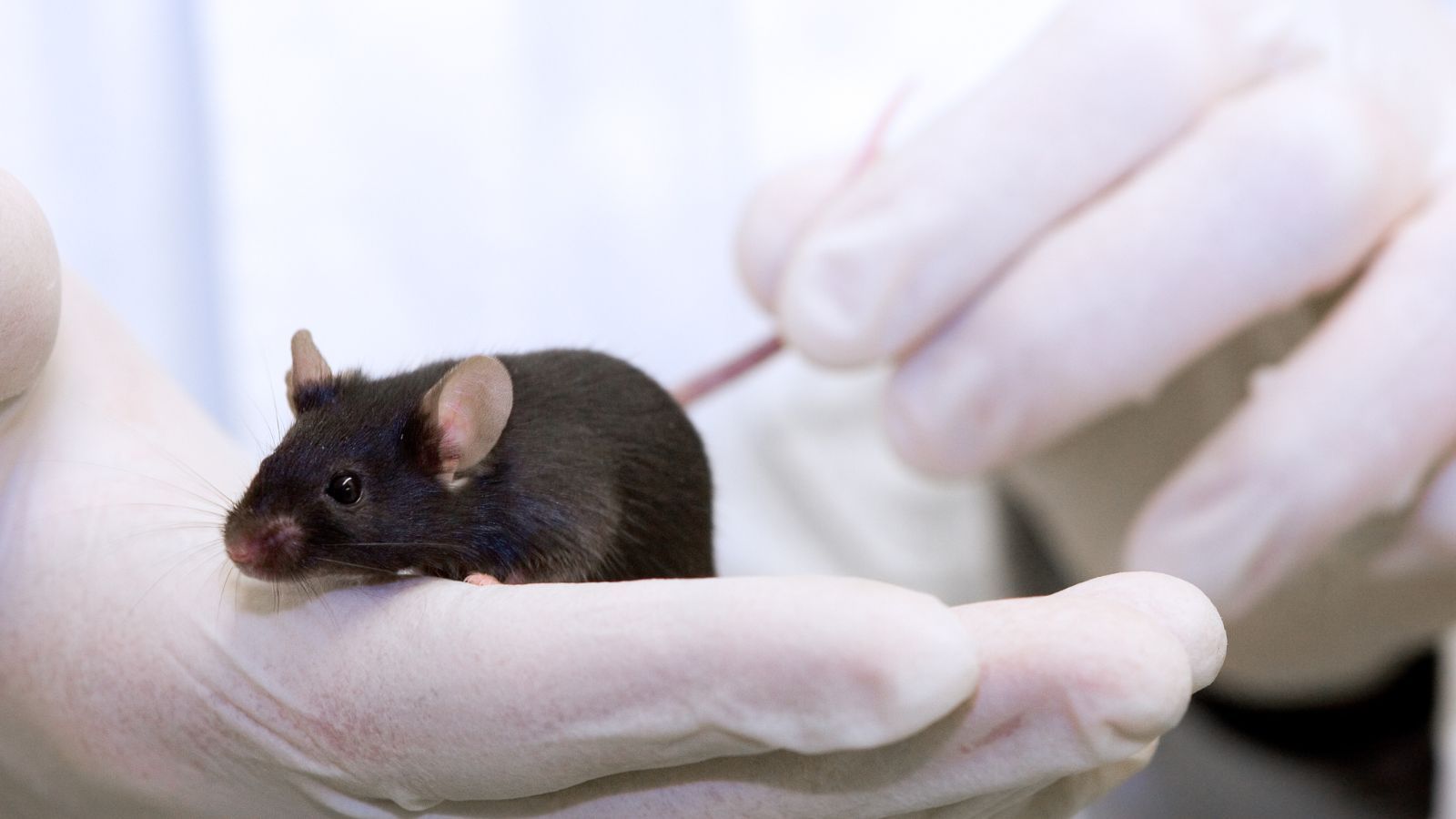 A history of mice in scientific research