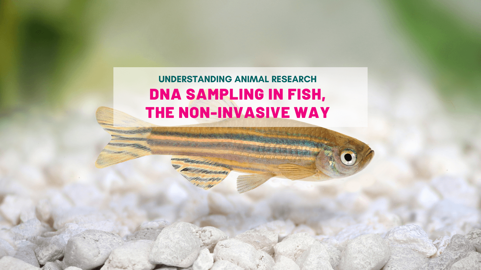 DNA sampling in fish, the non-invasive way