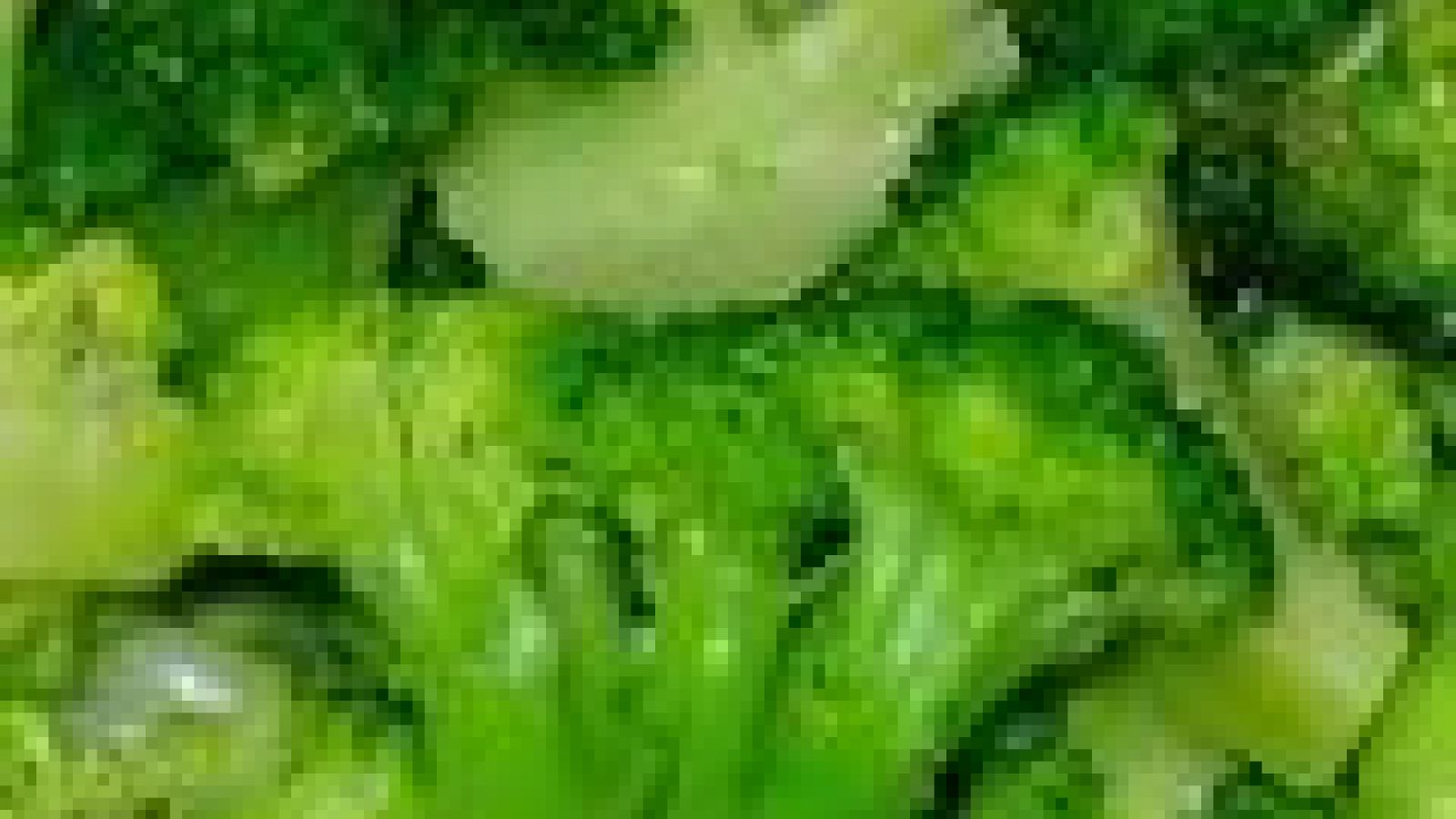 Broccoli chemical kills cancer cells