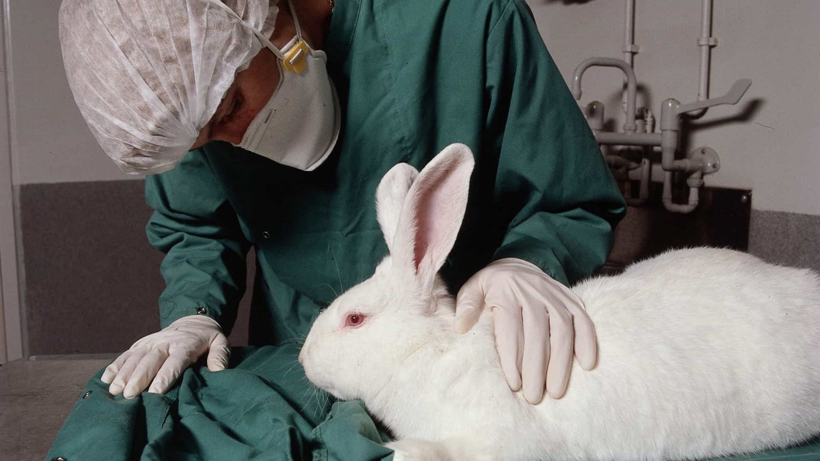 Rabbits in medical research