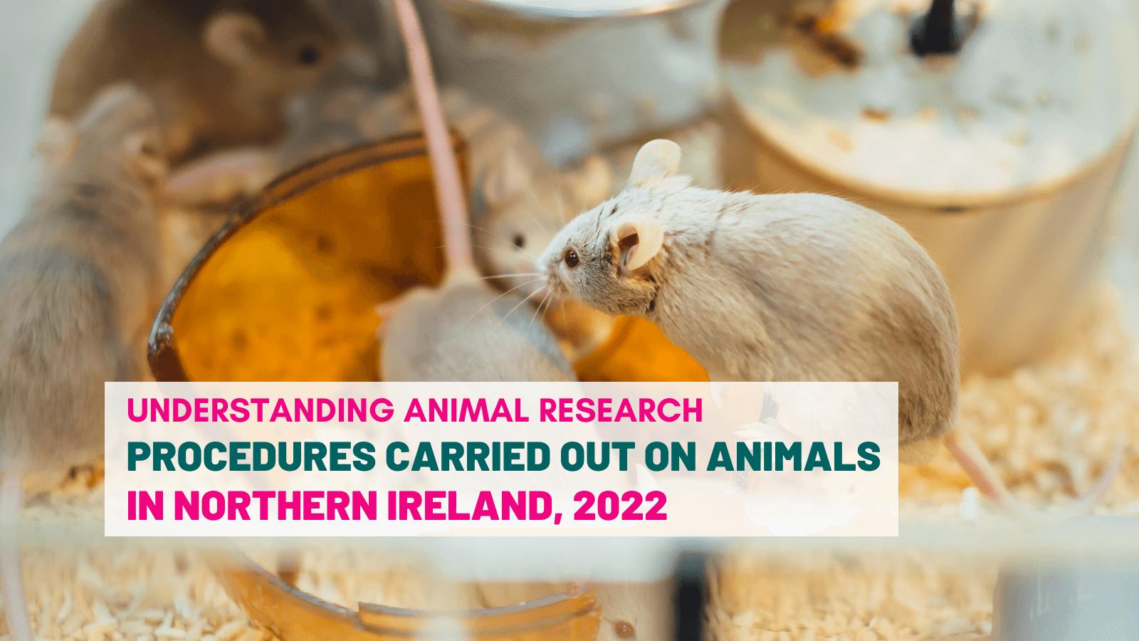 Procedures carried out on animals in Northern Ireland, 2022