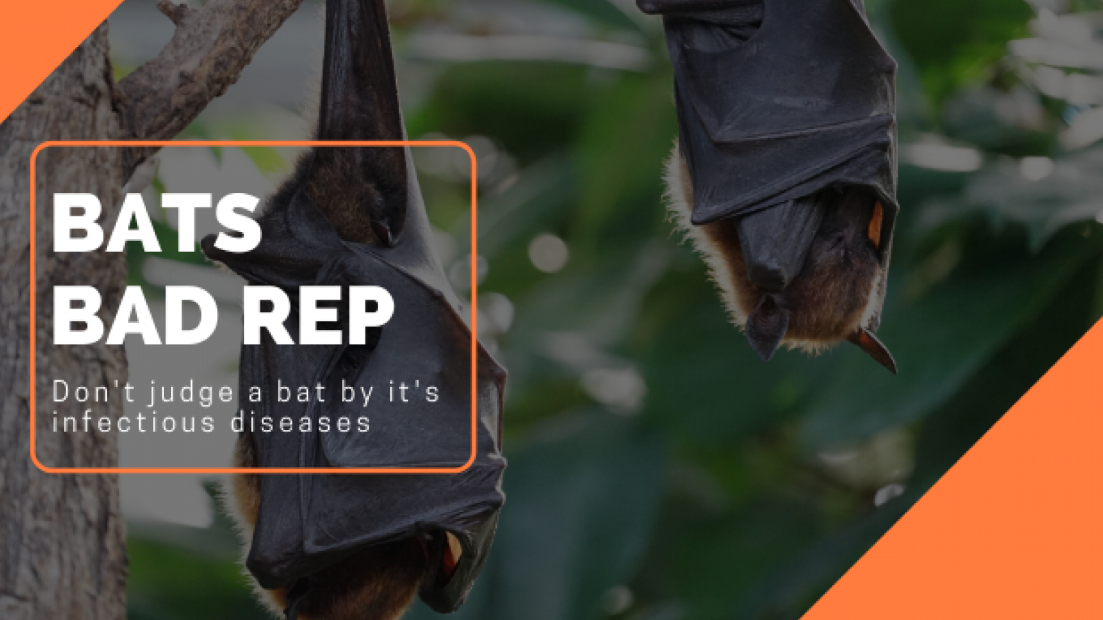 Why do bats have such a bad reputation? :: Understanding Animal Research