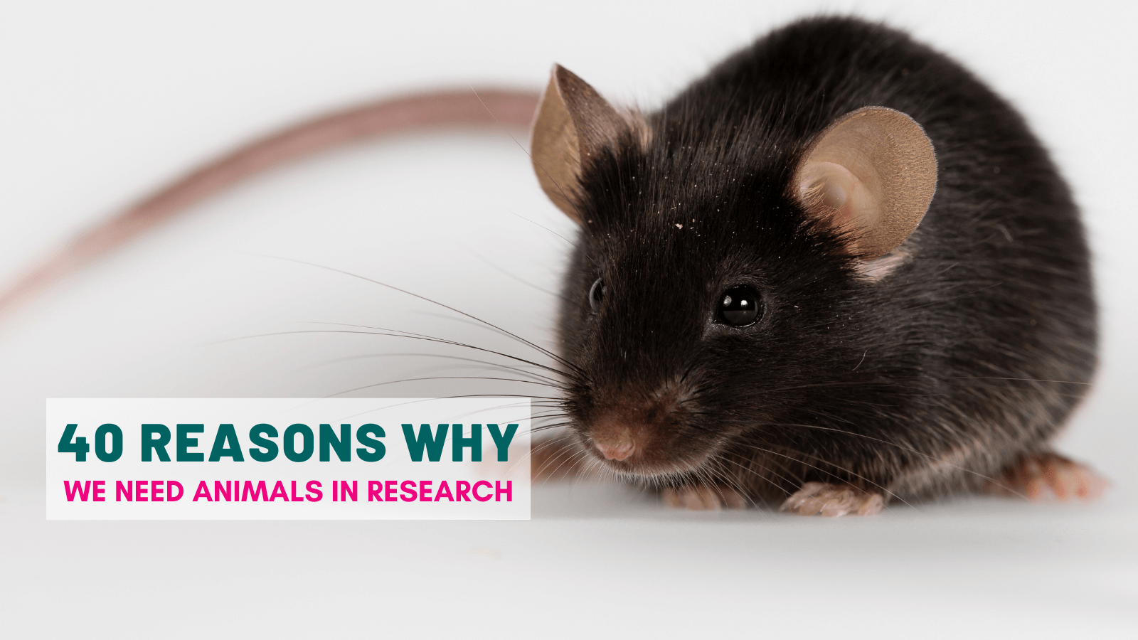 Forty reasons why we need animals in research