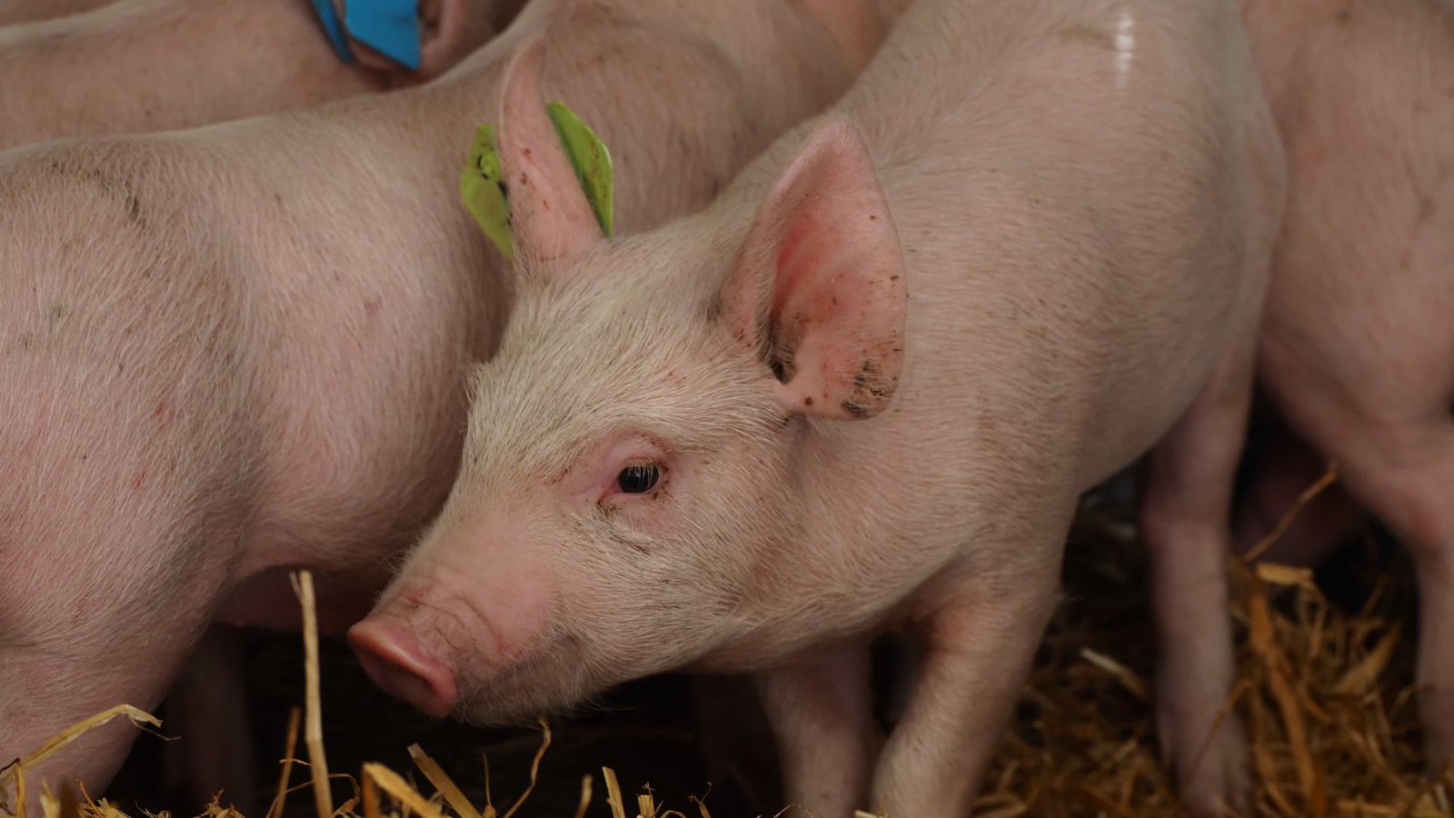 Tracking killer T cells in pigs for flu vaccine development