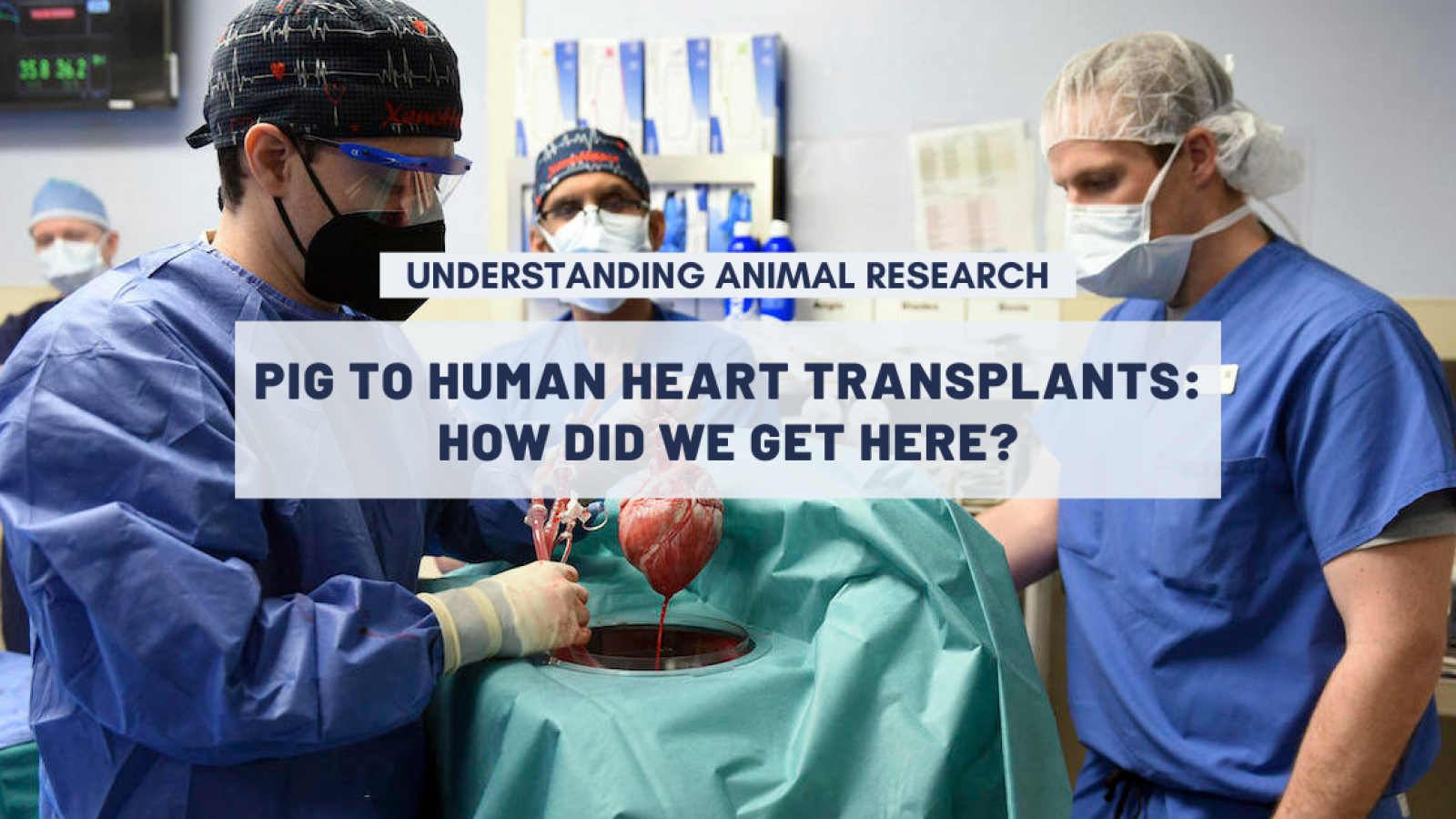 Pig to human heart transplants: how did we get here?