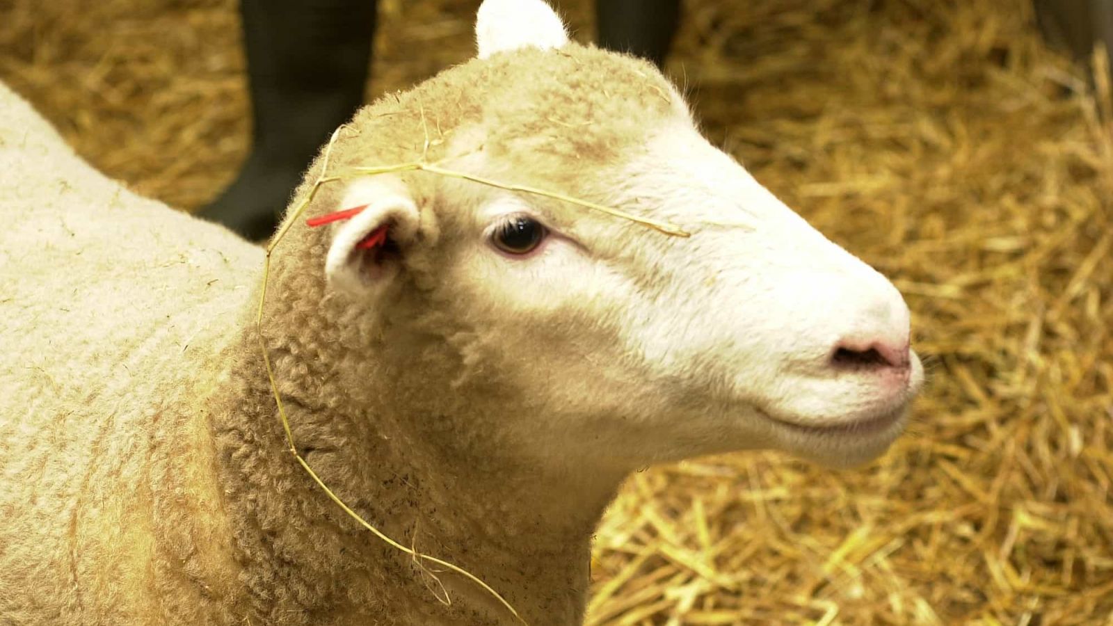 Sheep in medical research