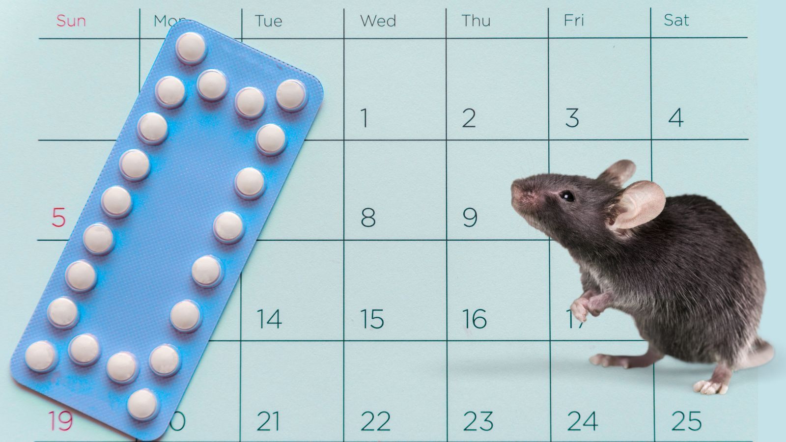 A new non-hormonal male contraceptive: how animals in research are paving the way