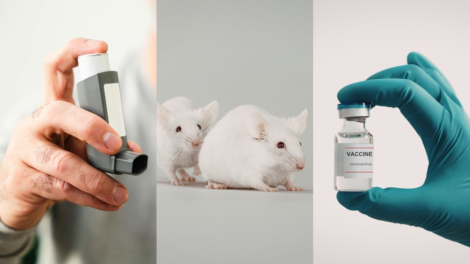 New vaccine protects mice from allergic reactions