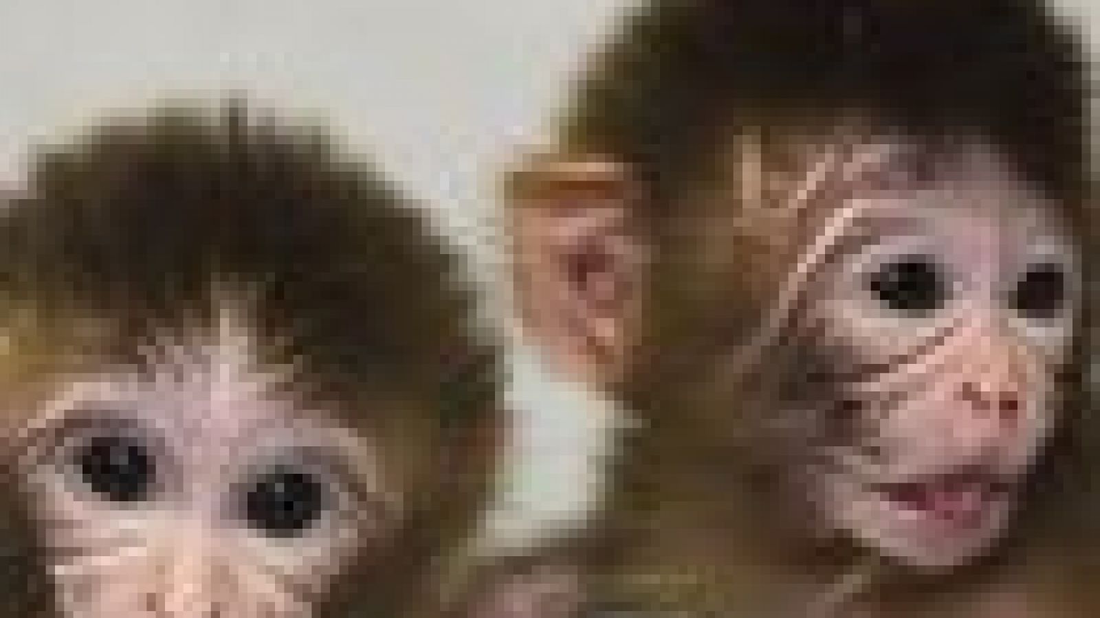 Monkeys with two mums may eradicate mitochondrial disorders