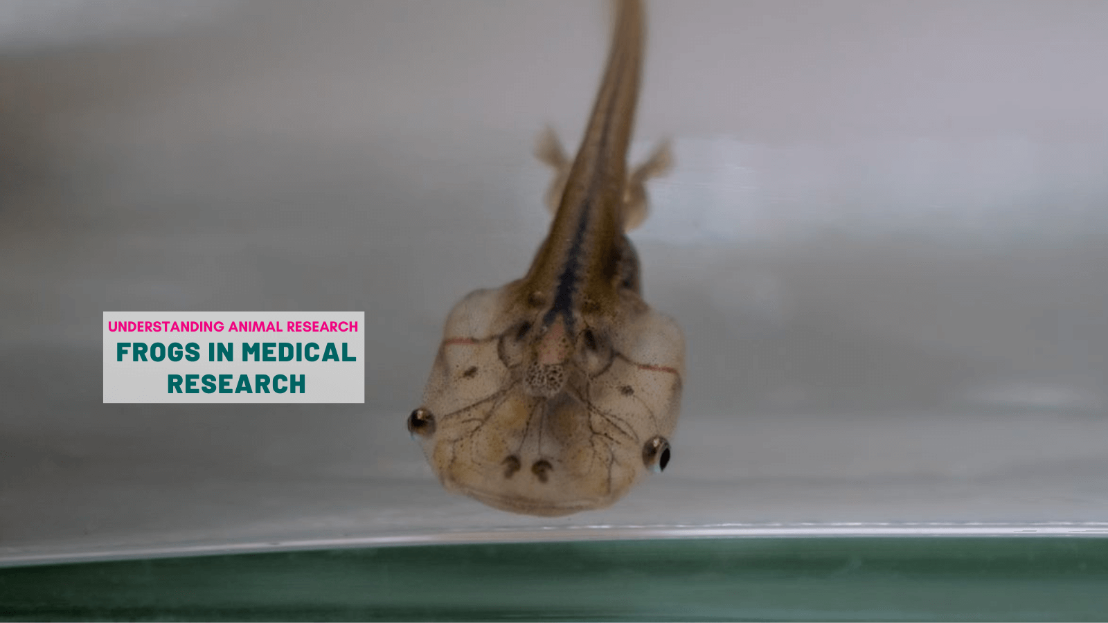 Frogs in medical research