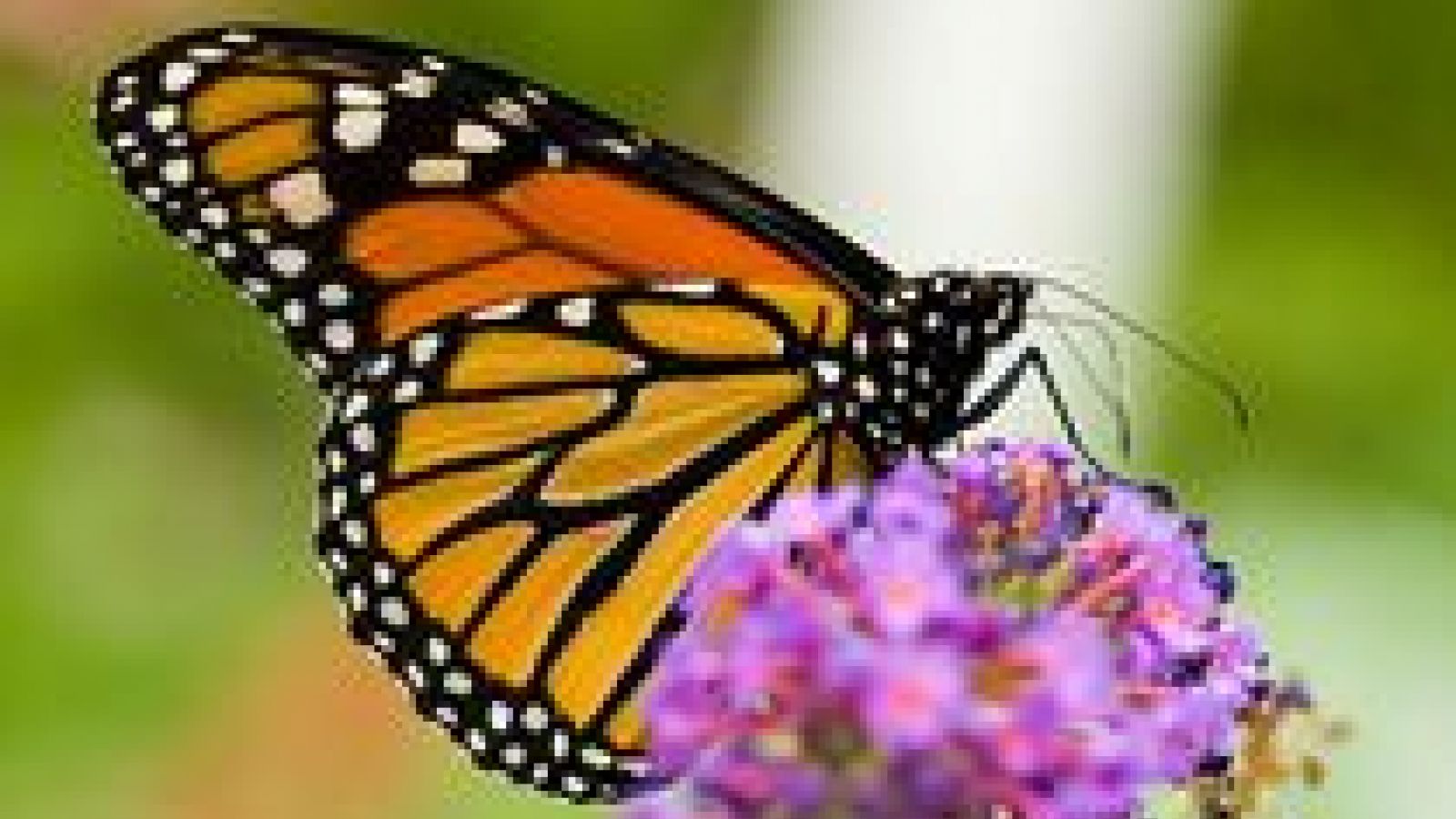 Monarch butterflies use magnetic compass to migrate