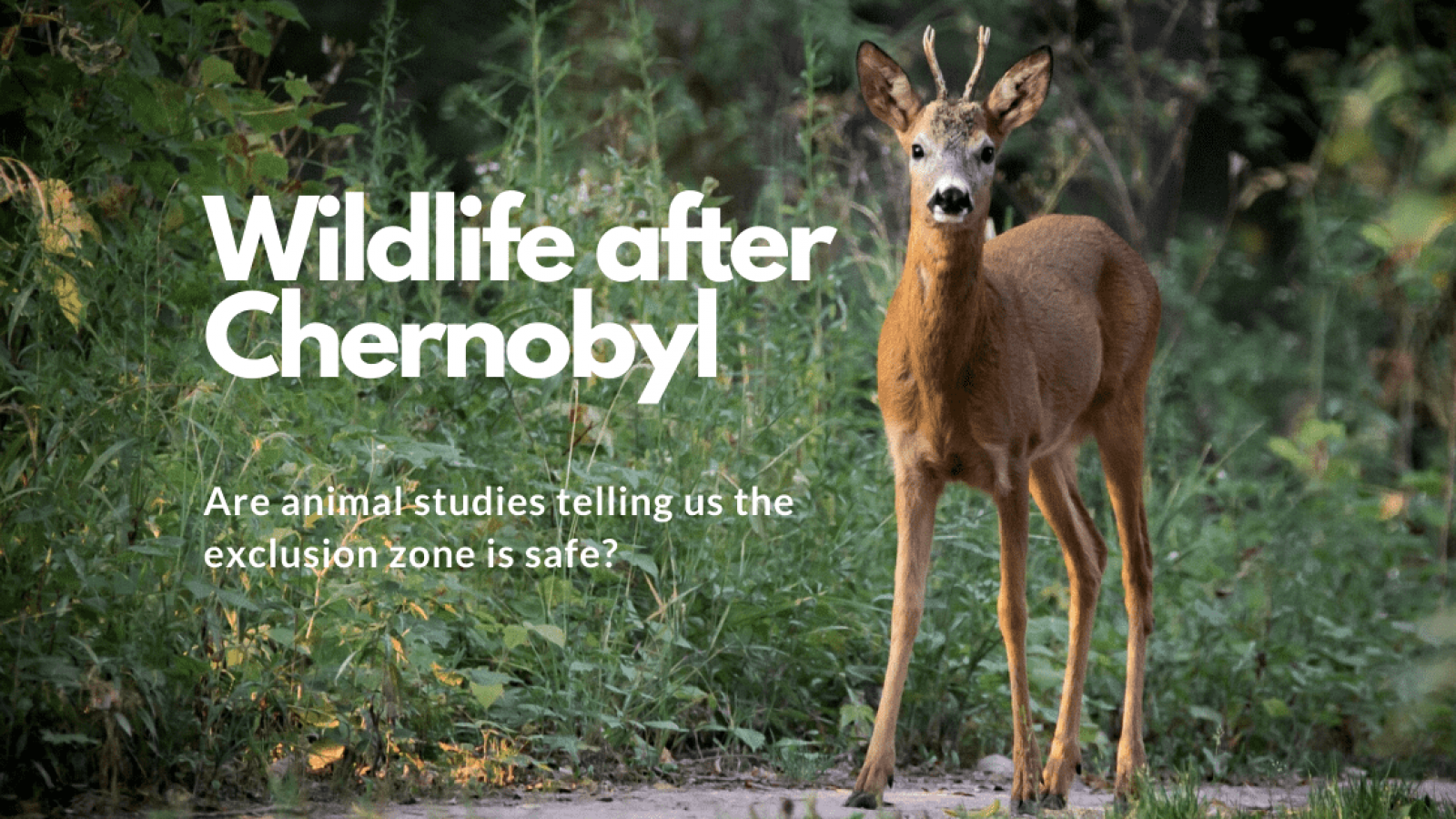 What happened to wildlife after Chernobyl? :: Understanding Animal Research