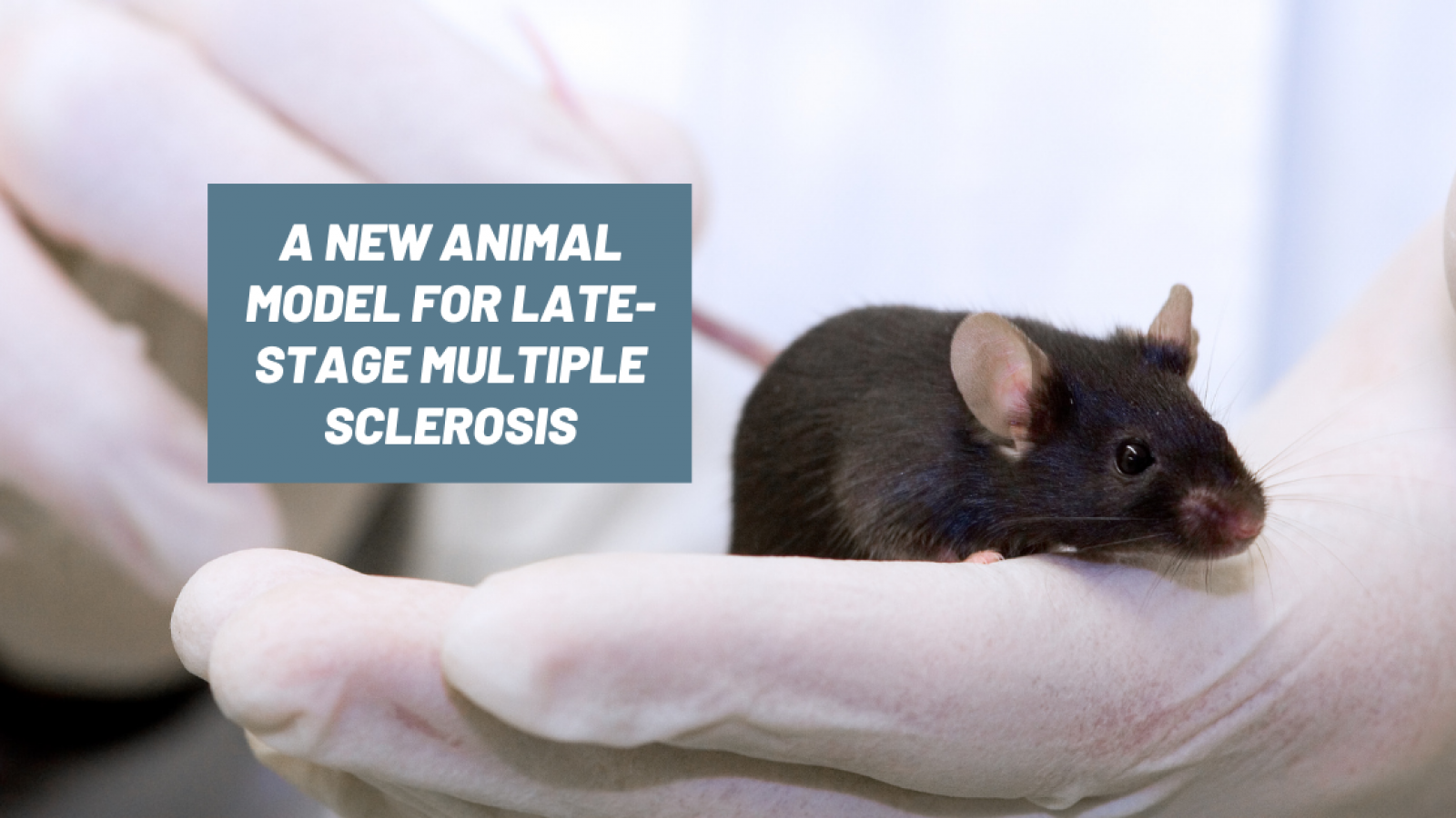 A new animal model for late-stage multiple sclerosis