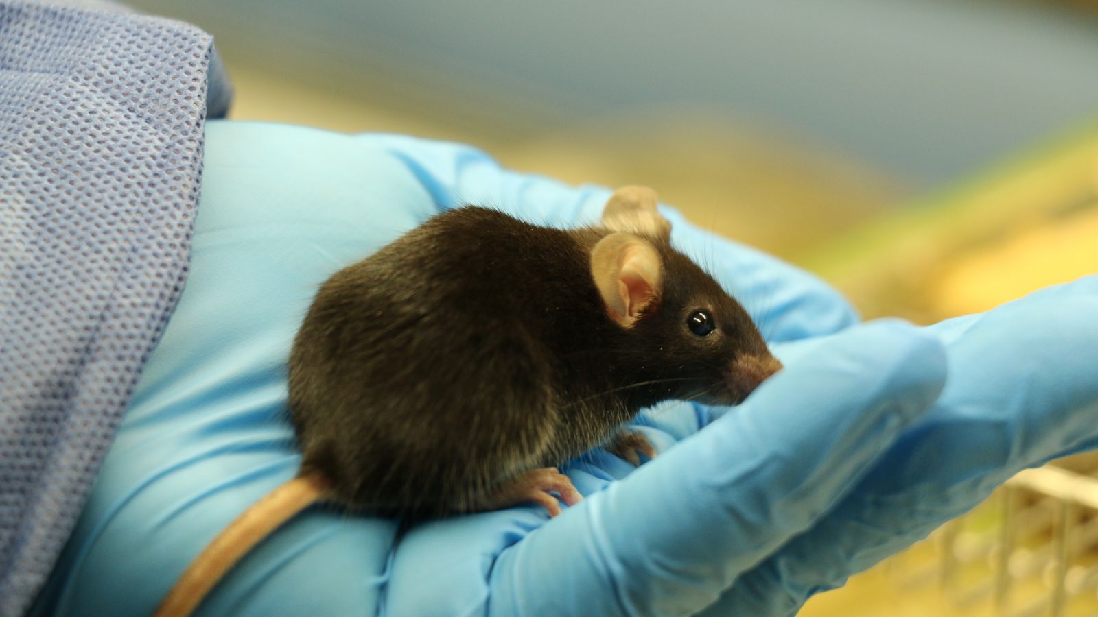 Mice in medical research