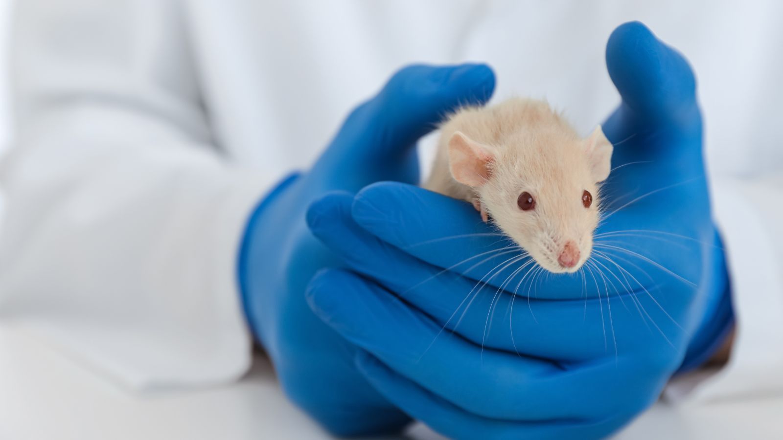 Huntington’s disease breakthrough: the animal research behind the gene therapy