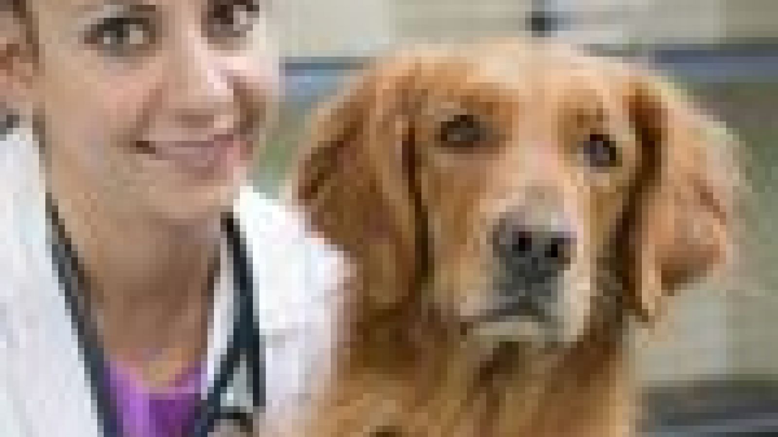 Dogma would deny dogs new cancer drug