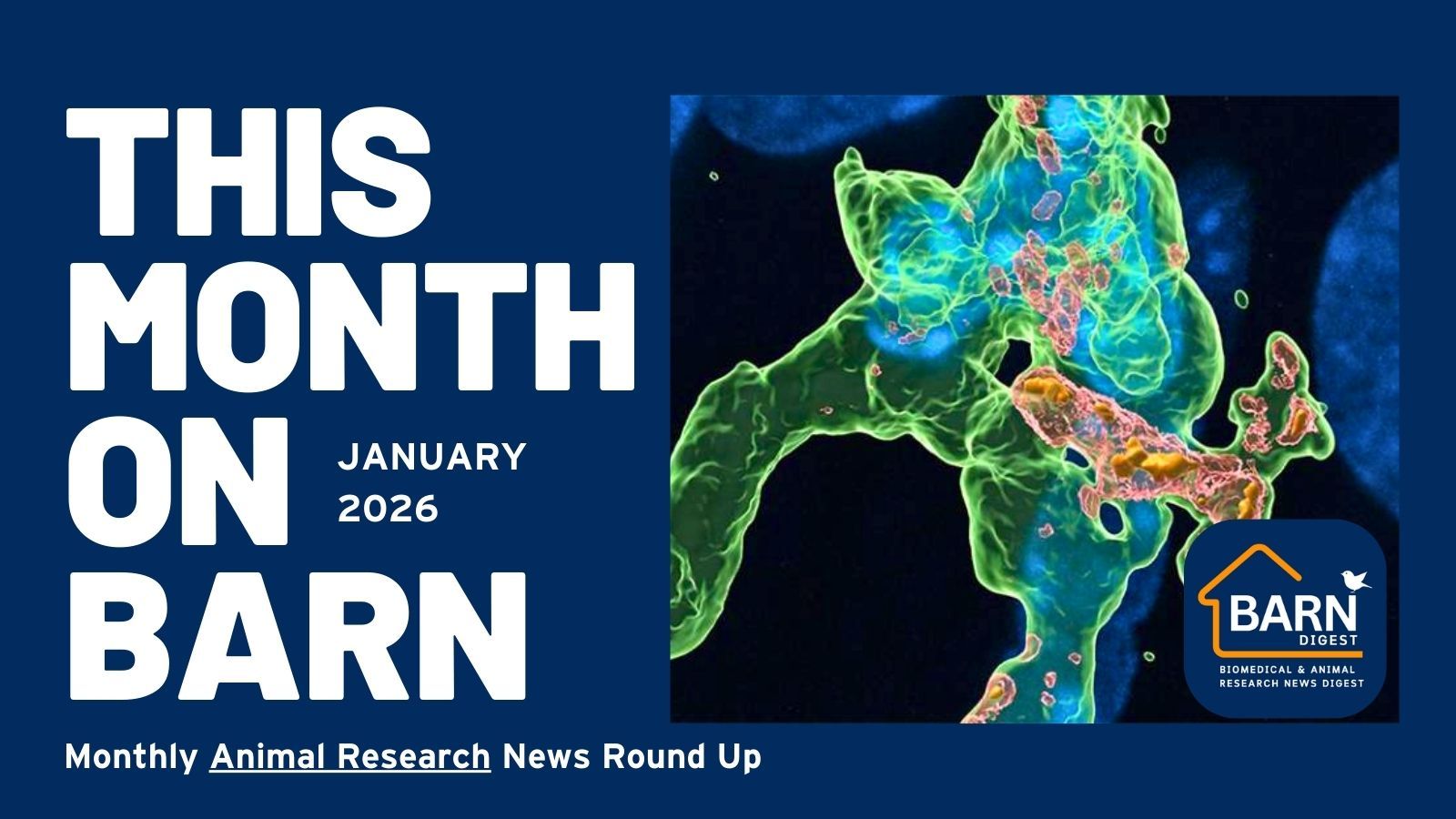 This month on BARN - animal research news from UAR members (January 2026)