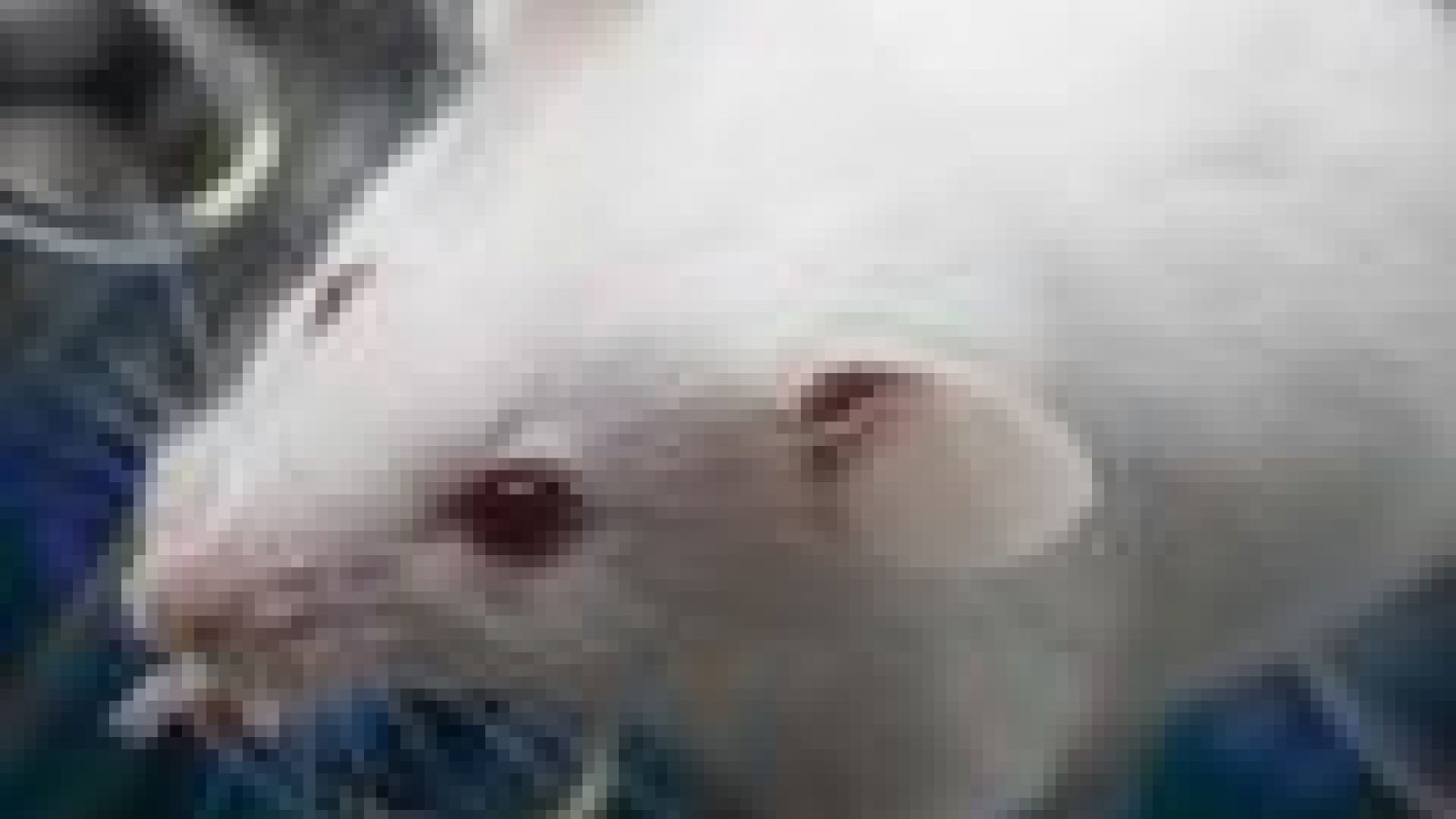 Mouse mimics childhood brain cancer