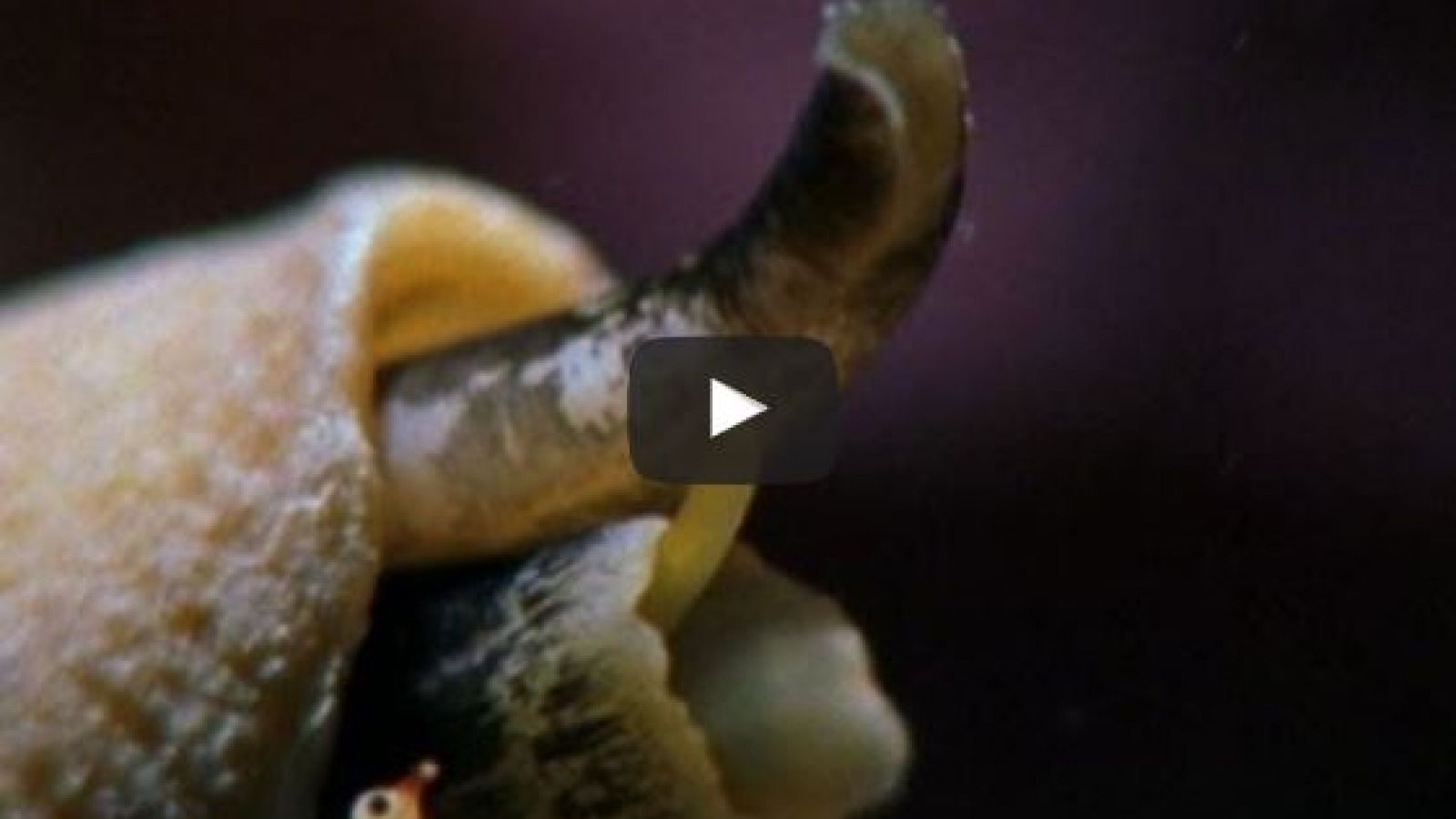 Killer snails eat fish