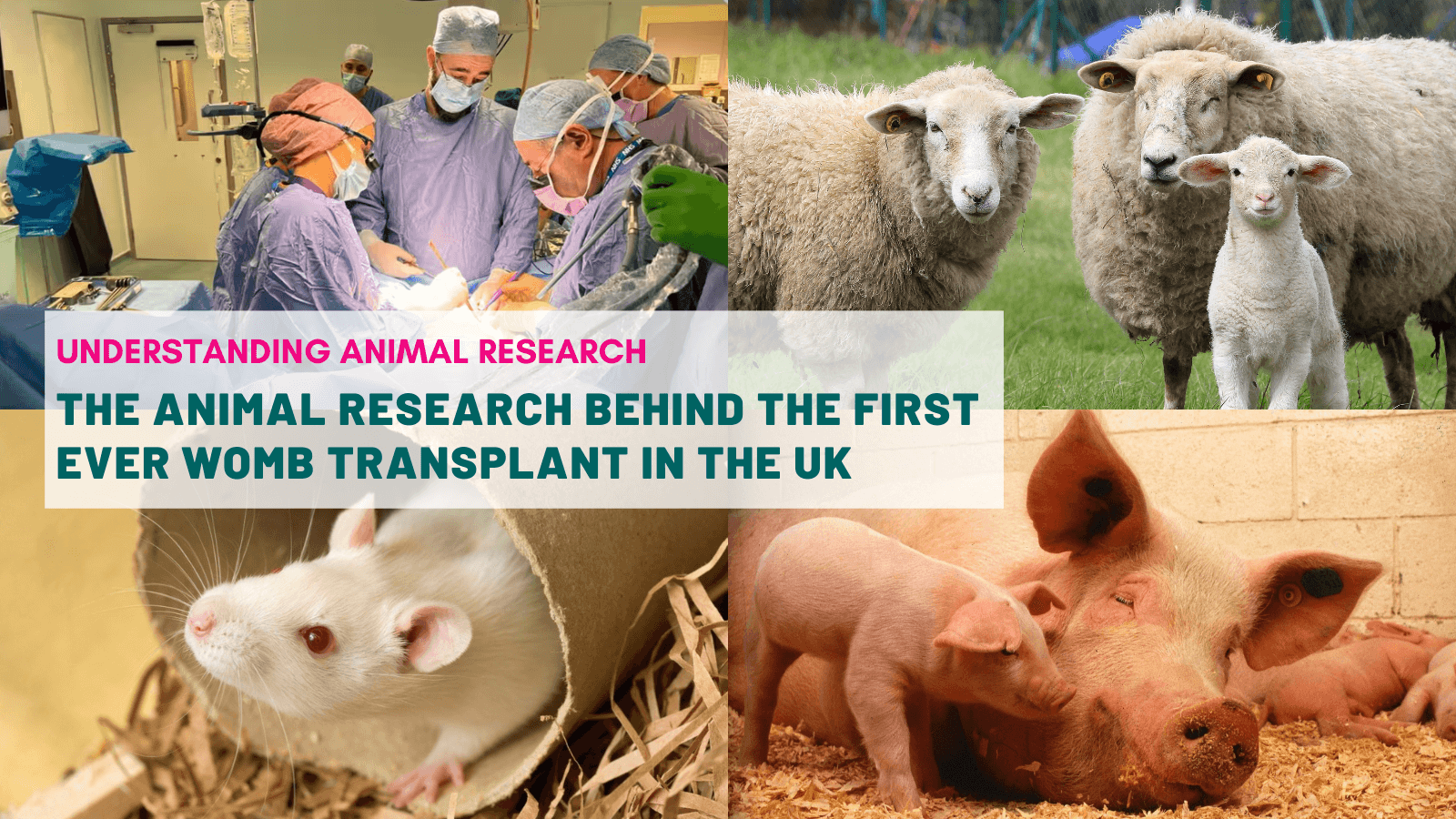 The animal research behind the first ever womb transplant in the UK