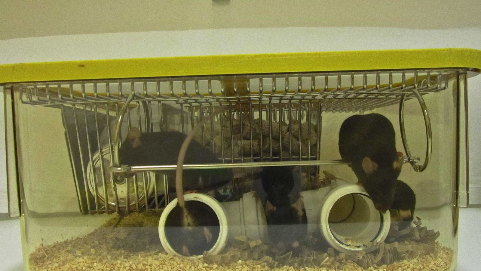 Video: mouse cage enrichment