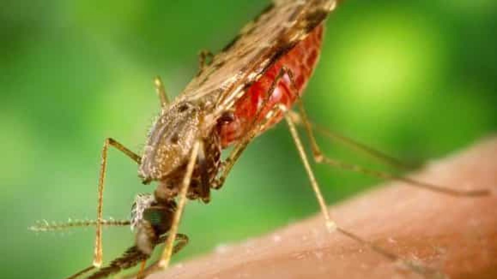 Zika: monkeys, mice, and mosquitoes