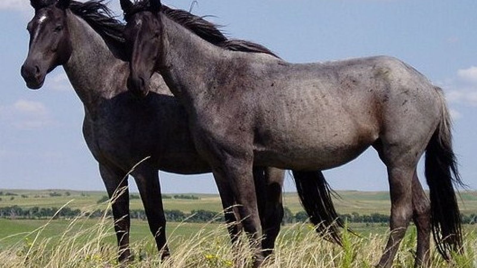 Horse genital cancer virus identified